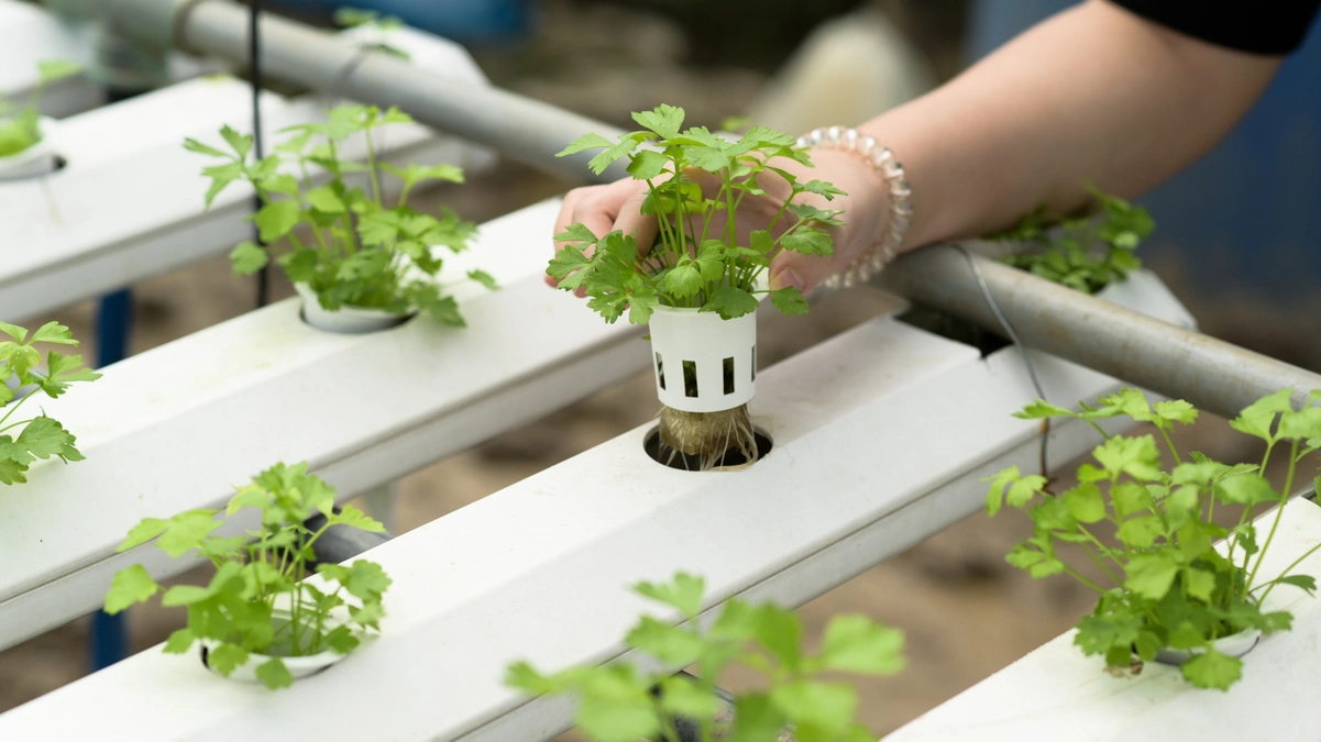 Mano cuidando plantas de perejil en sistema hidropónico, representando los beneficios sostenibles de esta técnica agrícola.