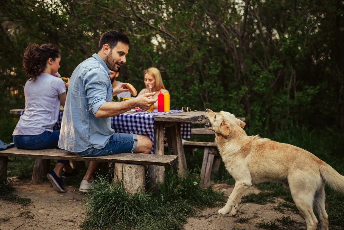 Grupo de amigos en picnic con perro, ilustrando el ranking de los países más ahorradores.